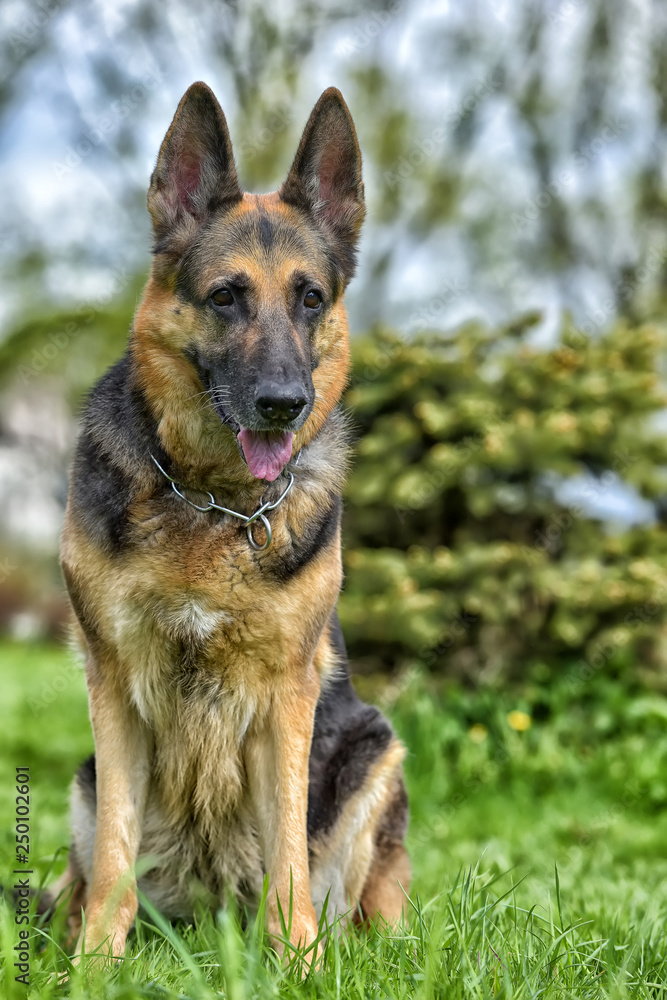 old German shepherd dog  in the park