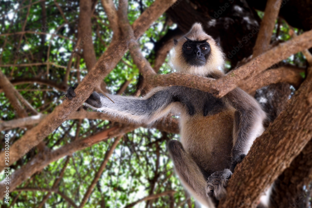 Naklejka premium Grey langur monkey in Trincomalee, Sri Lanka