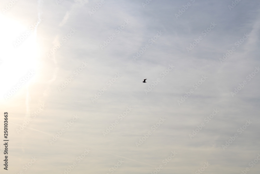 a seagull over the North Sea