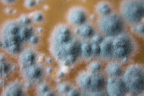 Schimmelpilz in Petrischale Makro