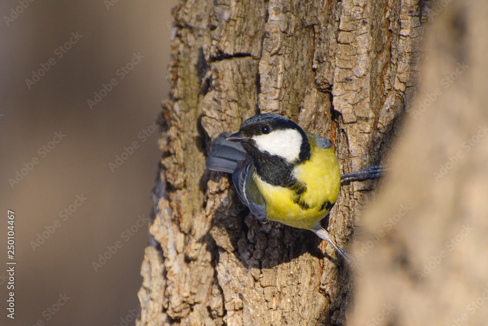 Tit sitting on a branch in the park Tit sitting on a branch in the park
