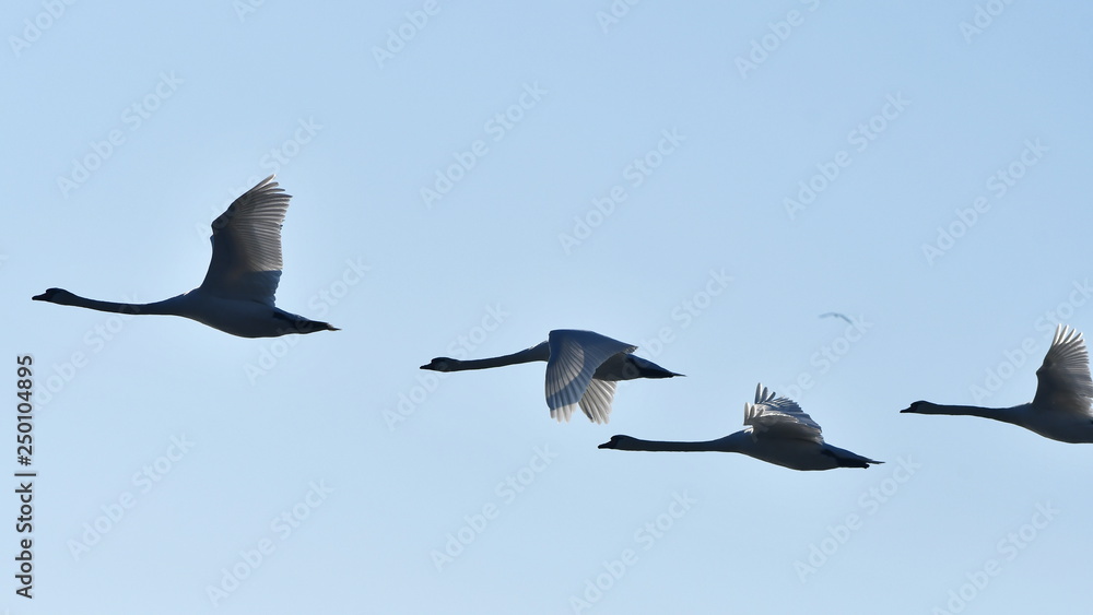Obraz premium swans in flight,Tovacov birding area in Czech republic