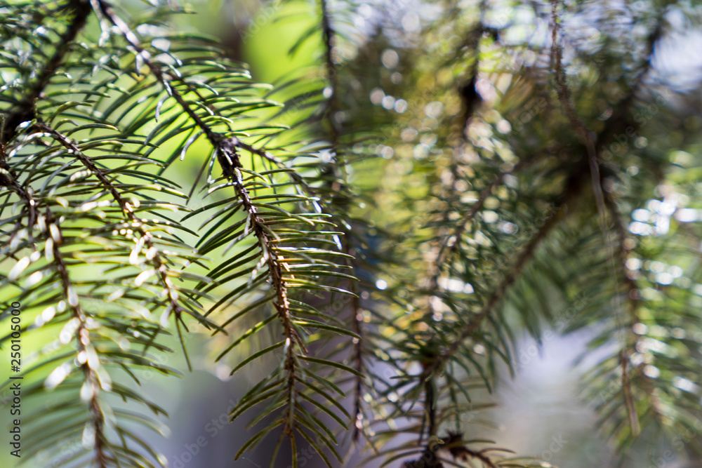 Fototapeta premium a detail of evergreen pine branches in the open-air meadow