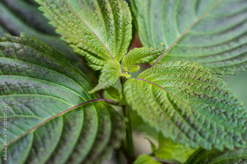 Green leaves of a plant on blurry background. Green leaves of a plant on blurry background.