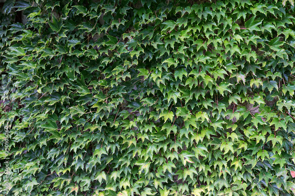Ivy plant with a lot of leaves on a fence Ivy plant with a lot of leaves on a fence