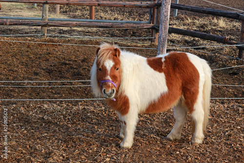 cute brown and white Shetland pony