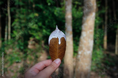 The leaf of the rubber tree Hevea, which runs natural white rubber