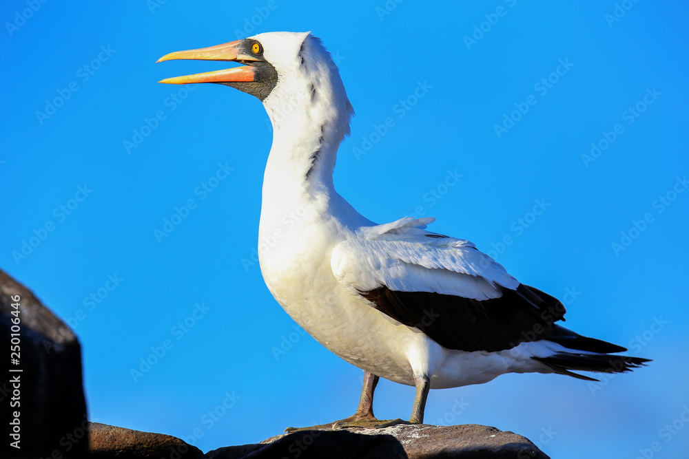 Obraz premium Nazca booby on Espanola Island, Galapagos National park, Ecuador.