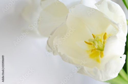 white tulip on the white background
