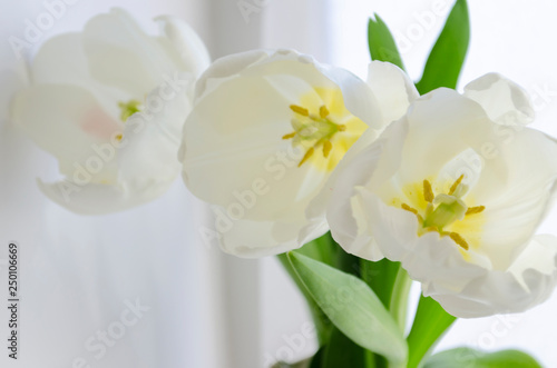 Fototapeta Naklejka Na Ścianę i Meble -  white tulip on the white background