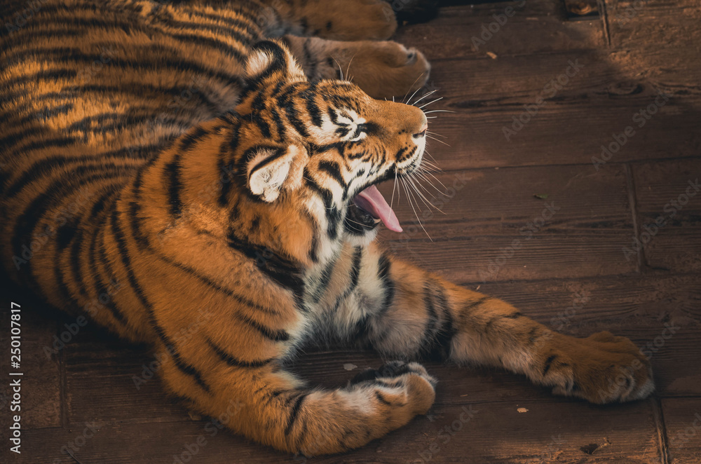 Obraz premium Spectacular portrait of a Bengal tiger