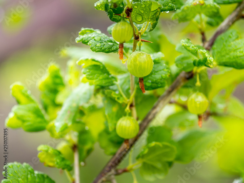 Branch of gooseberries in the garden with drops of water from the rain