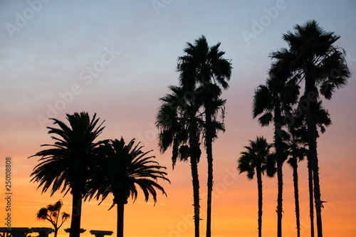palm trees at sunset silhouette