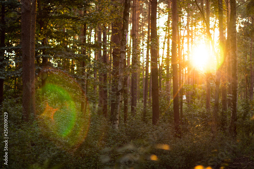 Fototapeta Naklejka Na Ścianę i Meble -  drzewa