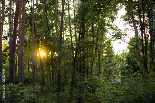Fototapeta Naklejka Na Ścianę i Meble -  drzewa