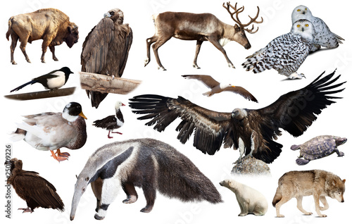 Set of fauna of North American animals. © JackF