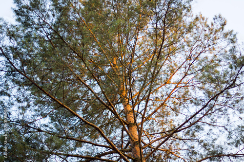Fototapeta Naklejka Na Ścianę i Meble -  drzewa