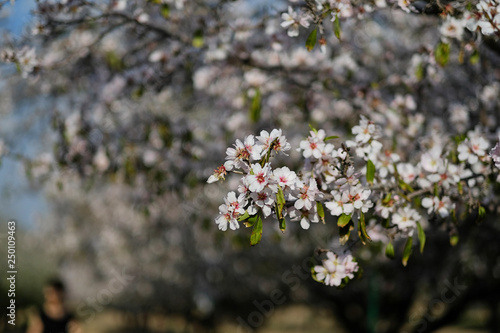 Spring garden of the blossoming almonds. Latrun, Israel photo