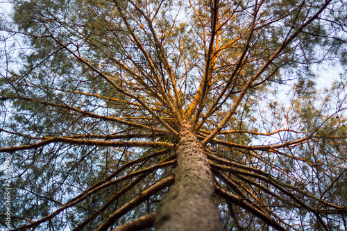 Fototapeta Naklejka Na Ścianę i Meble -  drzewa