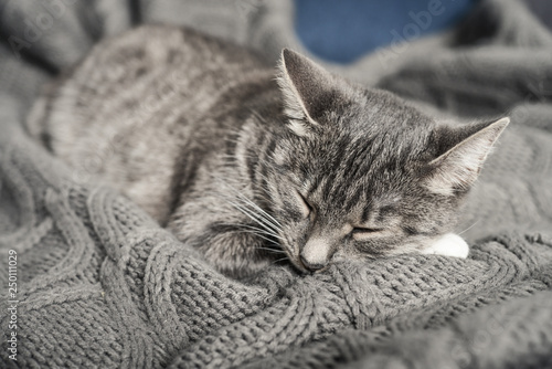 Grey cat sleeping © tashka2000