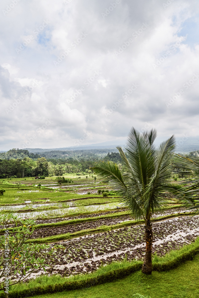 Palm tree near the rice fields