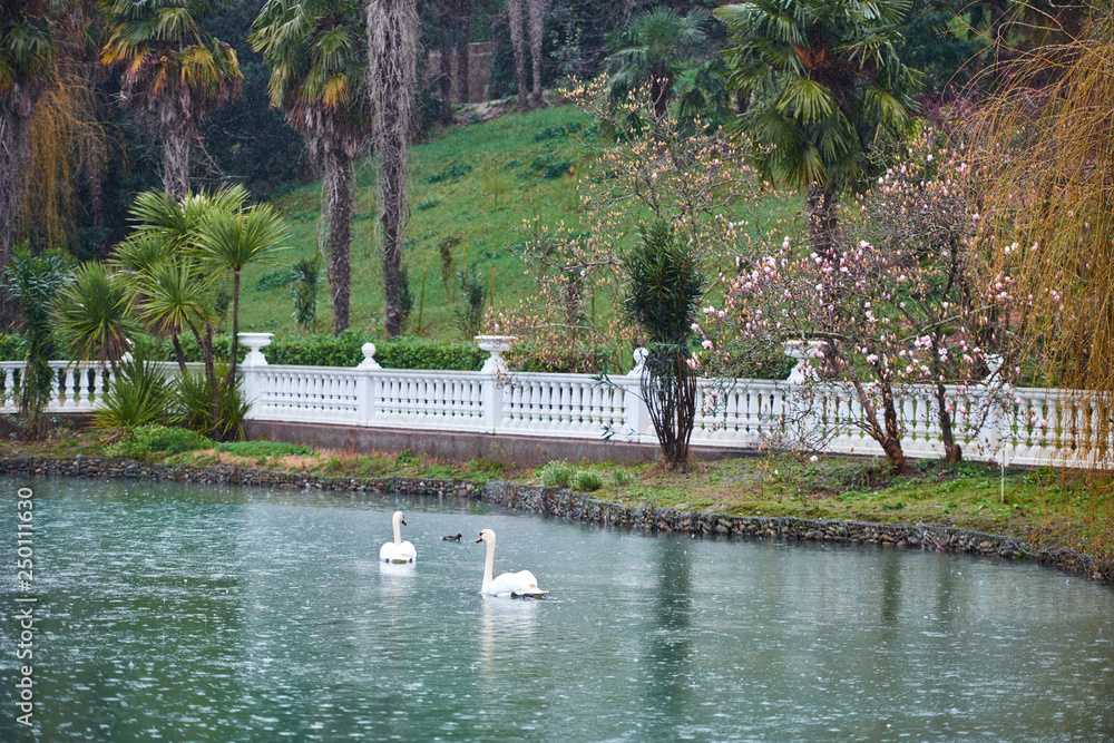 Naklejka premium Lake with white and black swans