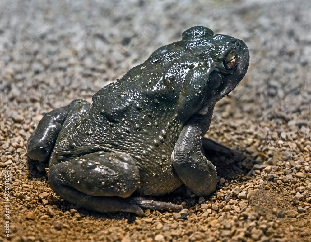 Fototapeta premium Colorado river toad also known as sonoran desert toad. Latin name - Bufo alvarius