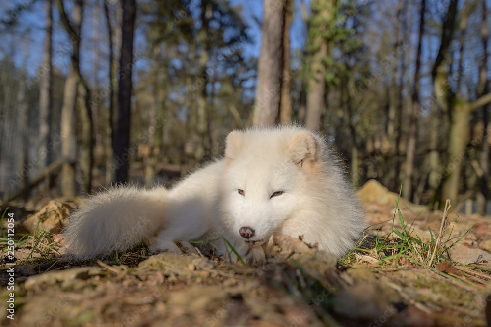 Fototapeta premium white, fox, mammal, animal, wild, wildlife, cute, fur, natural, nature, arctic, arctic fox, lagopus, vulpes, polar, tundra, northern, portrait, snow, small, svalbard, grass, hunter, furry, gray, habit