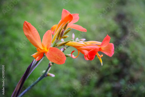 Blossom orange Canna glauca
