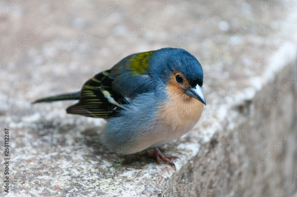 Fringilla coelebs. Common chaffinch, canariensis group from Madeira. Male Fringilla coelebs. Common chaffinch, canariensis group from Madeira. Male