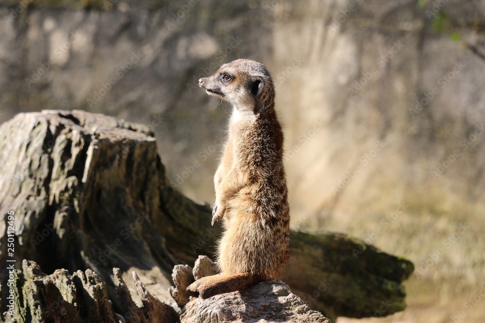 Fototapeta premium Suricate