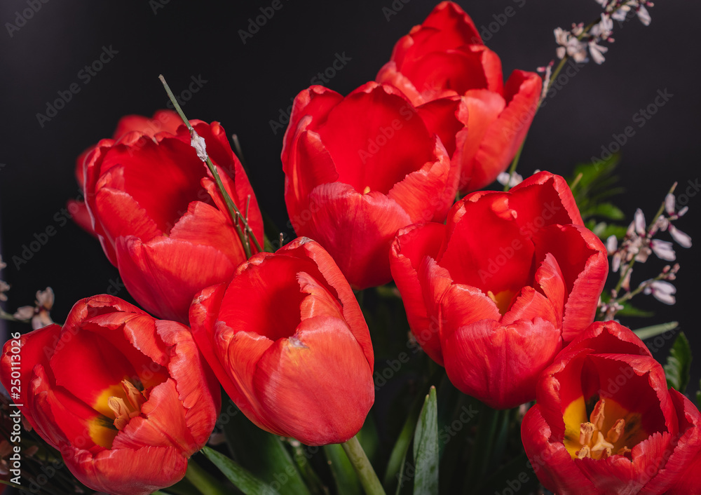 red tulips on black background red tulips on black background