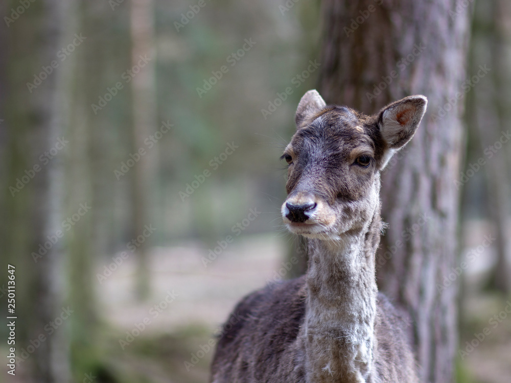 Deer in national park Deer in national park
