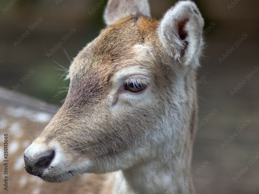 Deer in national park Deer in national park