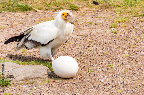 Foto A White Egyptian vulture (Neophron percnopterus) tries to break an egg with a st