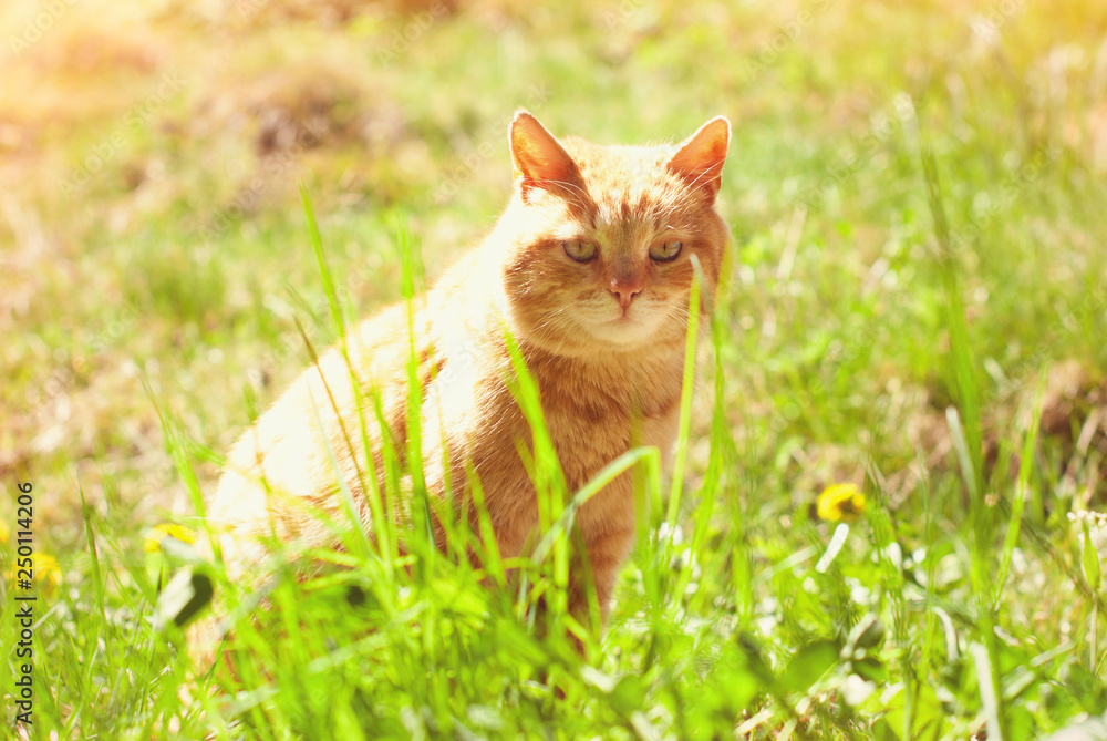 Cat in the Green Grass in Summer - Cute Red Cat walking outdoors - Pets Care Concept