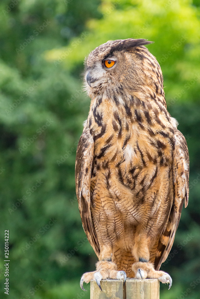 The Eurasian eagle-owl (Bubo Bubo) is on a pole waiting for a prey The Eurasian eagle-owl (Bubo Bubo) is on a pole waiting for a prey