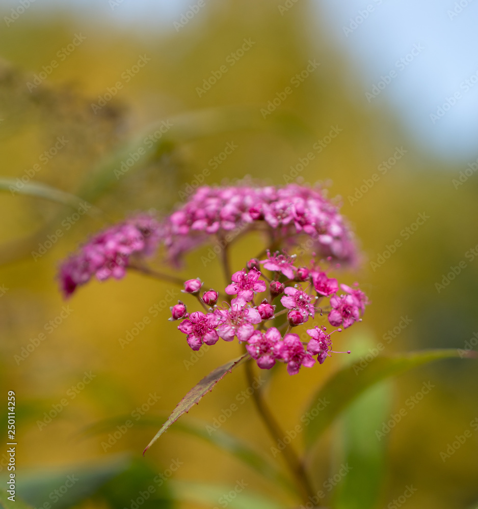 Japanese meadowsweet pink flowers close up in an autumn forest Japanese meadowsweet pink flowers close up in an autumn forest