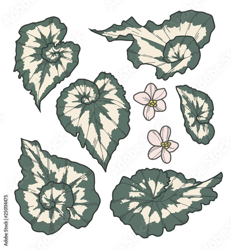 Vector collection set of exotic Rex Cultorum Begonia China Curl plant leaf and flower drawings