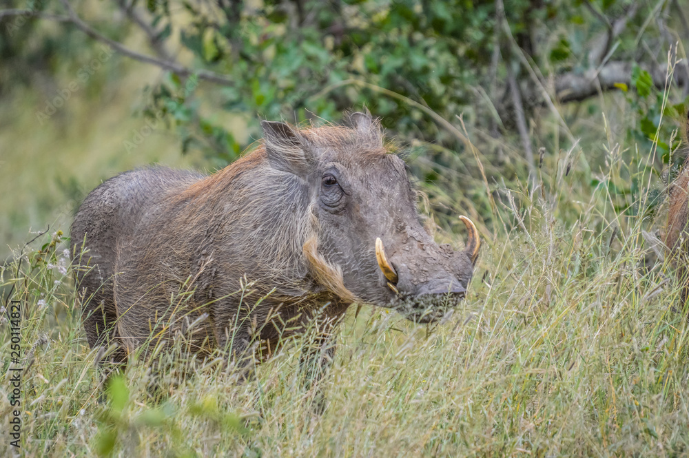 Portrait of a cute common Warthog or Phacochoerus africanus in a game reserve Portrait of a cute common Warthog or Phacochoerus africanus in a game reserve