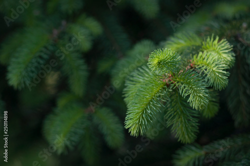Young green shoots on the branches of spruce. Selective focus. Green texture.