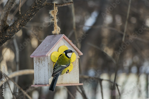 A small yellow tit sits on a yellow bird and squirrel feeder house from plywood in the park