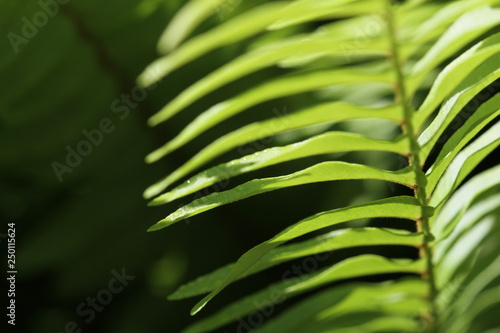 close up of fern