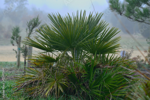  Chamaerops humilis  palmito Margallo in the Botanical Garden of Ol   rizu  Basque Country of Vitoria-Gasteiz    lava   Spain