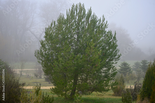 Quadro em tela "Pinus hale Pinos Carrespo or Pino de Aleppo in the Botanical Garden of Ol‡rizu, Basque Country of Vitoria-Gasteiz (çlava), Spain