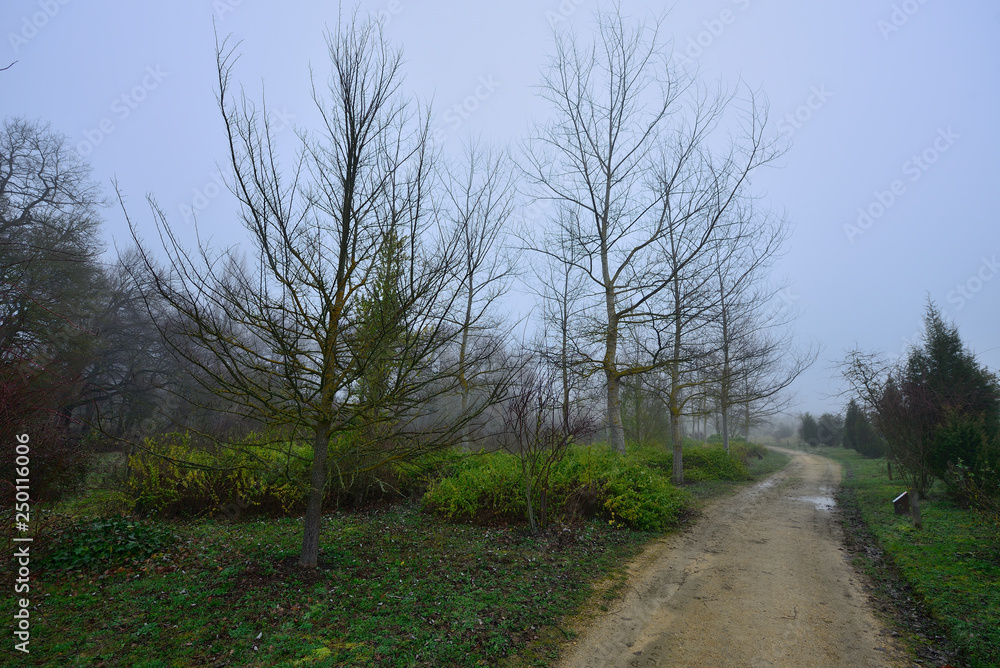 Obraz premium path and lonely dirt road on a morning with intense fog and cold leaves the Botanical Garden of Ol‡rizu, Vitoria-Gasteiz (Alava) Basque Country, Spain