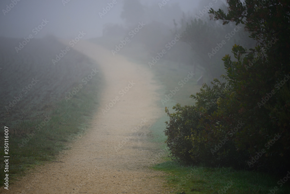 path and lonely dirt road on a morning with intense fog and cold leaves the Botanical Garden of Olárizu, Vitoria-Gasteiz (Alava) Basque Country, Spain