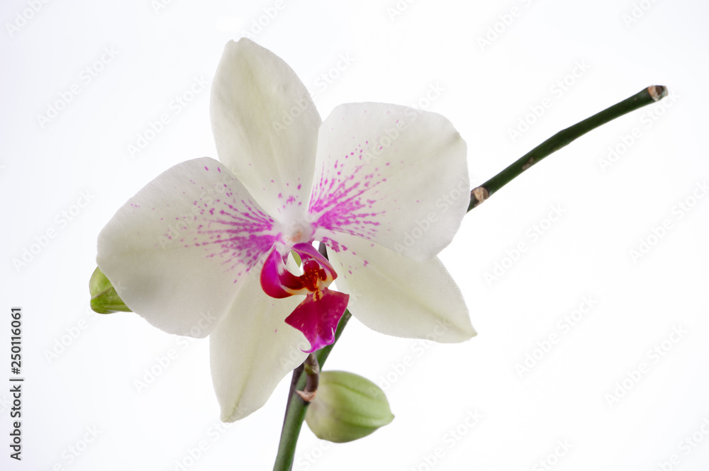 White orchid with white background White orchid with white background