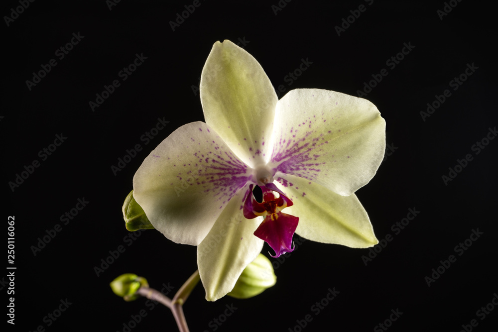 Naklejka premium Yellow orchid very soft