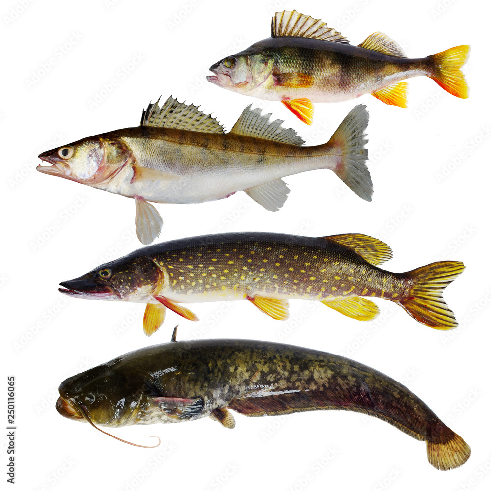 Freshwater predatory fish. Pike perch, pike, perch, catfish. Isolated Freshwater predatory fish. Pike perch, pike, perch, catfish. Isolated
